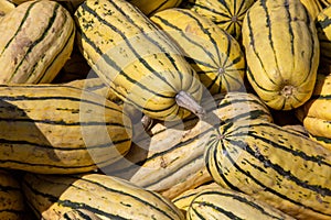 Delicta Squash