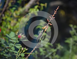 Sun bird pollinating on a aloe vera flowers