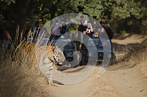 Delighted tourists watch on as a Male Bengal Tiger emerges from the bushes