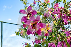 Delightful bicolor flowers of Ceiba speciosa tree close-up. Bright natural floral pattern with large purple-yellow inflorescences photo