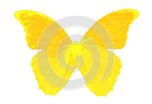 Delightful butterfly