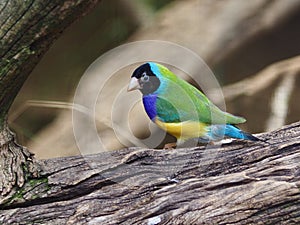 Delightful captivating beautiful Gouldian Finch.