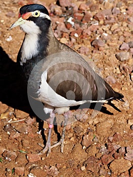 Delightful charming active Banded Lapwing.