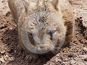 Delightful chubby Southern Hairy-nosed Wombat.