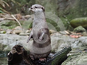 Delightful engaging Asian Small-clawed Otter.