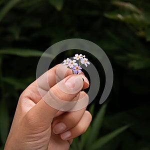 Delightful flower in the hand