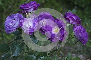 Delightful fragranced floribunda roses