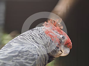 Delightful Gang-Gang Cockatoo.