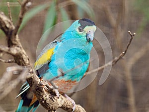 Delightful Golden-Shouldered Parrot.