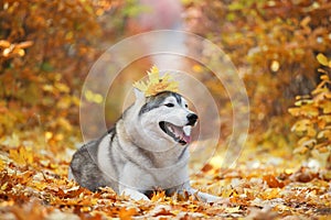 A delightful gray husky lies in the yellow autumn leaves with a