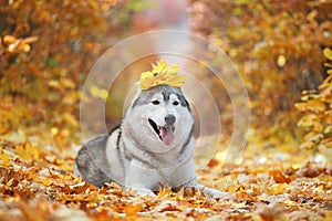 A delightful gray husky lies in the yellow autumn leaves with a