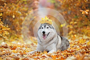 A delightful gray husky lies in the yellow autumn leaves with a crown of leaves on his head and takes pleasure.