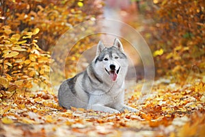 A delightful gray husky lies in the yellow autumn leaves and takes pleasure.