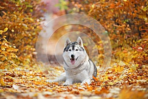 A delightful gray husky lies in the yellow autumn leaves and takes pleasure.