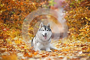 A delightful gray husky lies in the yellow autumn leaves and takes pleasure. Dog on a natural background