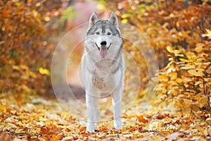 A delightful gray husky stands in yellow autumn leaves and takes