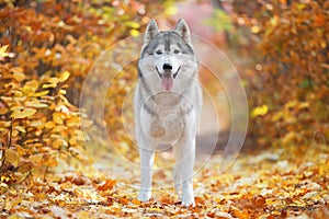 A delightful gray husky stands in yellow autumn leaves and takes pleasure.