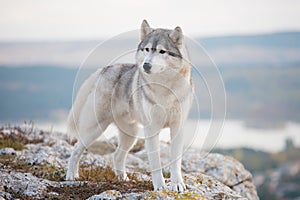 A delightful gray Siberian husky stands on a mountain in the background of a forest and clouds.