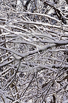 A delightful landscape of snow on the branches of a tree