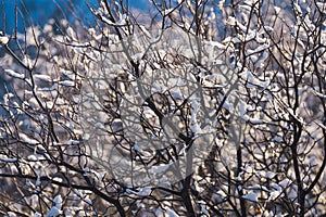 A delightful landscape of snow on the branches of a tree