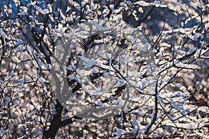 A delightful landscape of snow on the branches of a tree