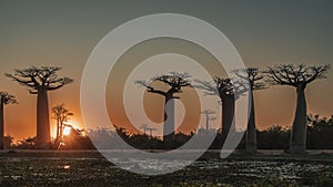 A delightful landscape at sunset. The Alley of baobabs.