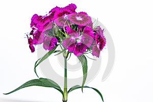 Delightful lily flower bouquet isolated on background.