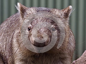 Delightful loveable cuddly Common Wombat.