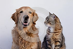 A delightful portrayal of a golden retriever and tabby cats unique bond