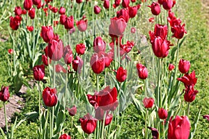Delightful red tulips dancing