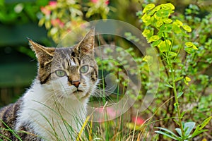 Delightful Striped Tabby Cat Lounging Amongst a Lush Green Garden Oasis.