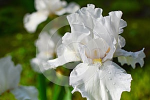 Delightful white bearded iris blossom on background of the garden closeup.