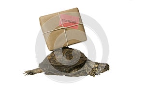 Delivery Turtle