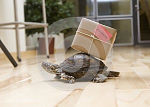 Delivery Turtle