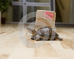 Delivery Turtle