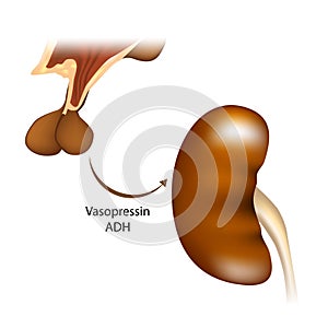 Delivery of vasopressin from the hypothalamus to the kidneys. Vasopressin regulates the tonicity of body fluids. It is