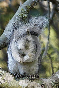 Delmarva Peninsula Fox Squirrel