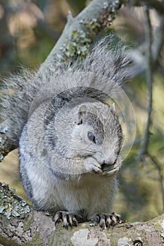 Delmarva Peninsular Fox Squirrel photo