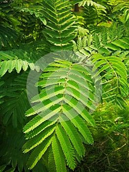 Delonix regia