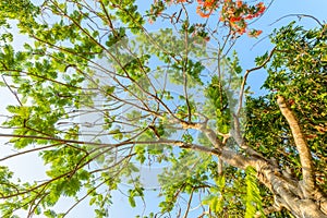 Delonix regia