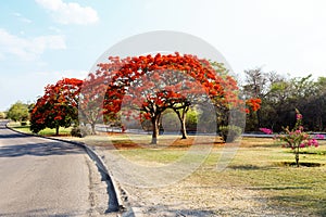 Delonix Regia (Flamboyant) tree with blue sky. photo