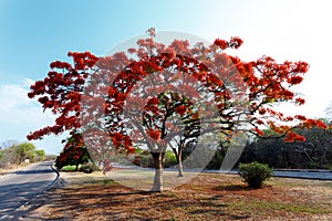 Delonix Regia (Flamboyant) tree with blue sky.