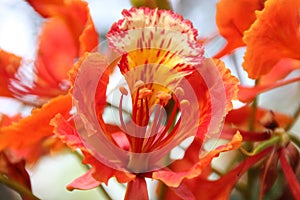 Delonix regia, Flame tree, Gul mohar