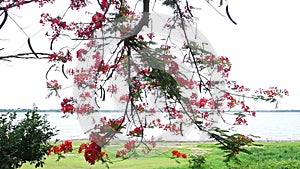 Delonix Regia flower blossom on tree beside lake