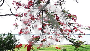 Delonix Regia flower blossom on tree beside lake