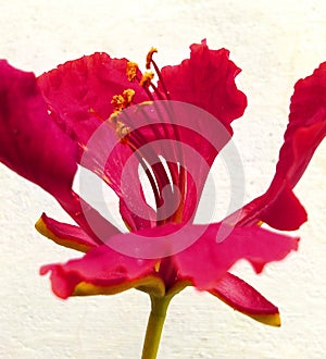 Delonix regia flower close up