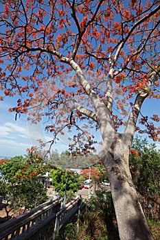 A Delonix Regia in red bloom in a park in VietNam, in summer sea