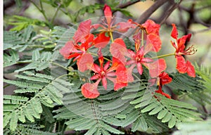 Delonix regia, Royal Poinciana, Flamboyant