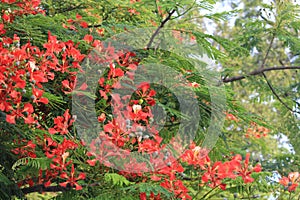 Delonix regia, royal poinciana, flamboyant, phoenix flower, flame of the forest, flame tree in Quinta da Boa Vista public park photo