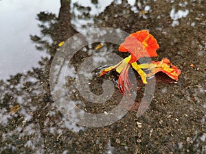 delonix regia flower photo